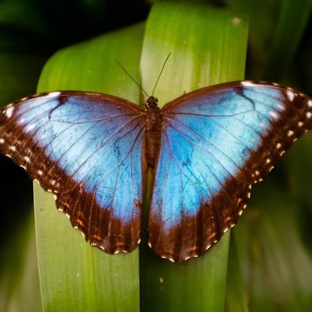 Veragua Rainforest Puerto Limon Eksteriør bilde
