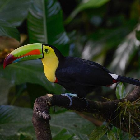 Veragua Rainforest Puerto Limon Eksteriør bilde