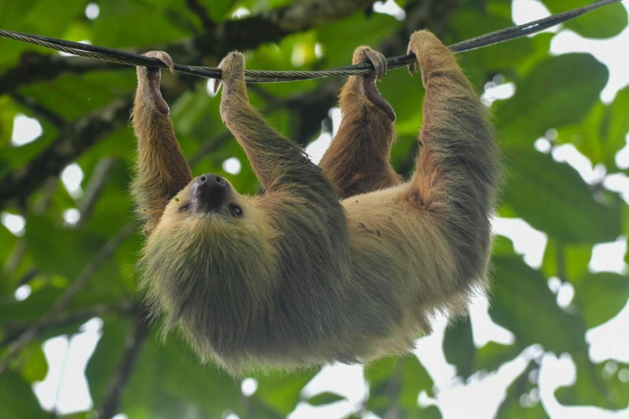 Veragua Rainforest Puerto Limon Eksteriør bilde