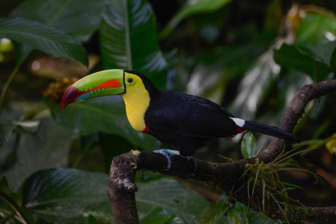 Veragua Rainforest Puerto Limon Eksteriør bilde