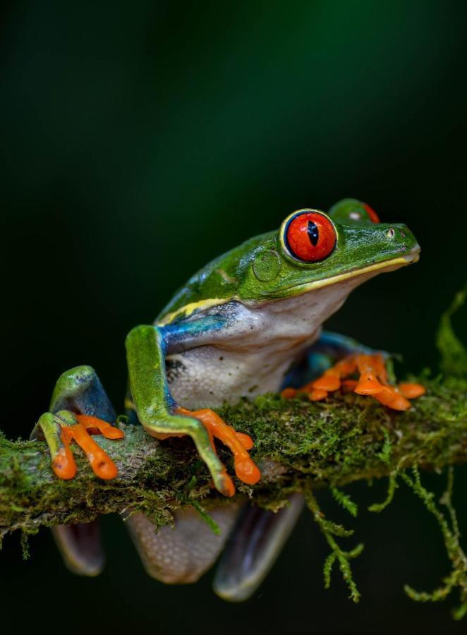 Veragua Rainforest Puerto Limon Eksteriør bilde
